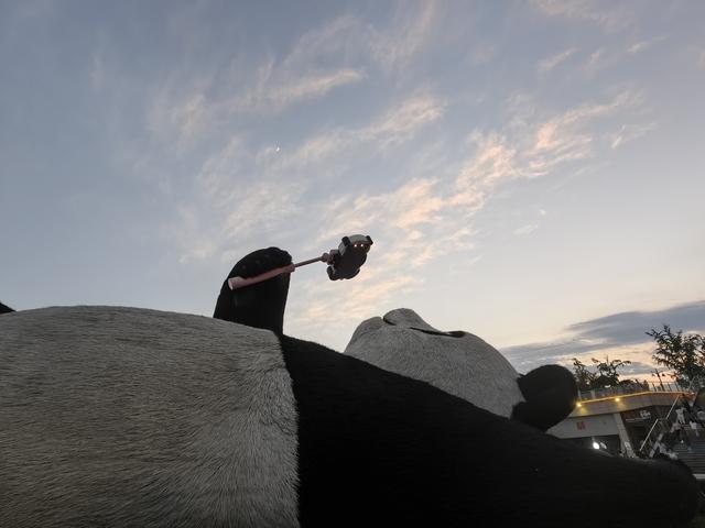 黄龙、九寨、都江堰随记Day4初识都江堰