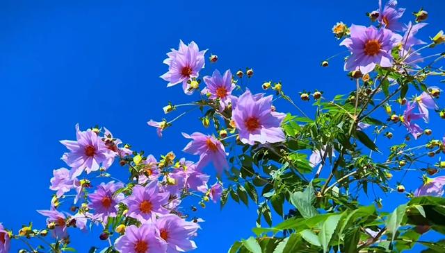 初冬限定，三家村水库邂逅油画级大丽花海