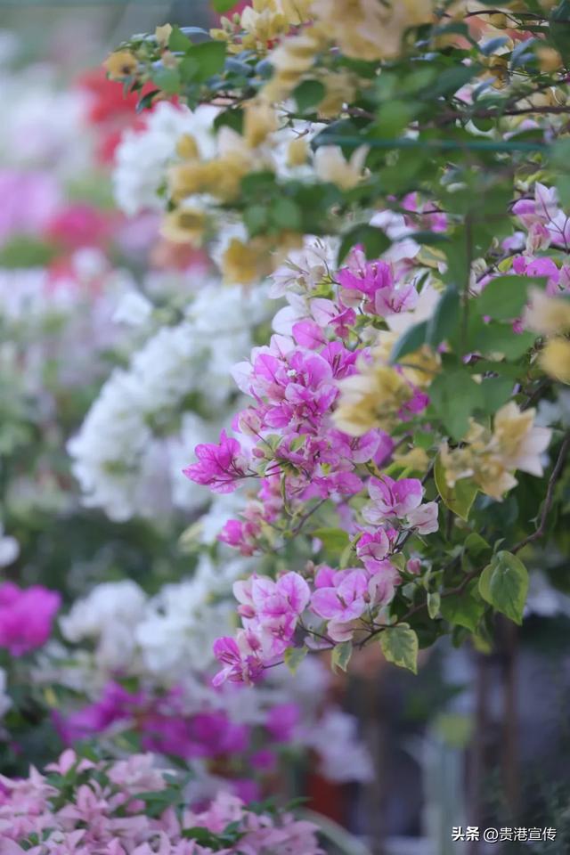 美呆了!贵港这里藏着一处赏花胜地,出片率100%