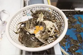 今年提早上市！蟹界“小鲜肉”来了图片