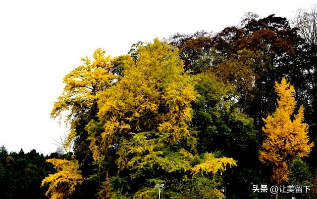 贵州贵阳乌当区百宜镇拐吉村的银杏树叶梯次金黄