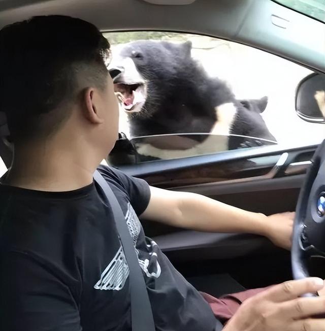 雪豹咬人真相澄清！央视断言：女子违规靠近雪豹，景区警告当摆设