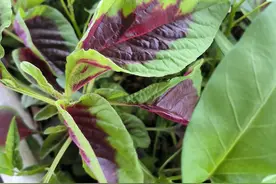 楼顶种菜记——苋菜篇图片