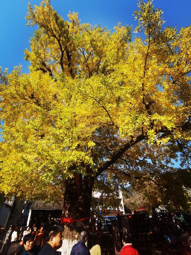 浙江:千年“银杏皇后”在长兴