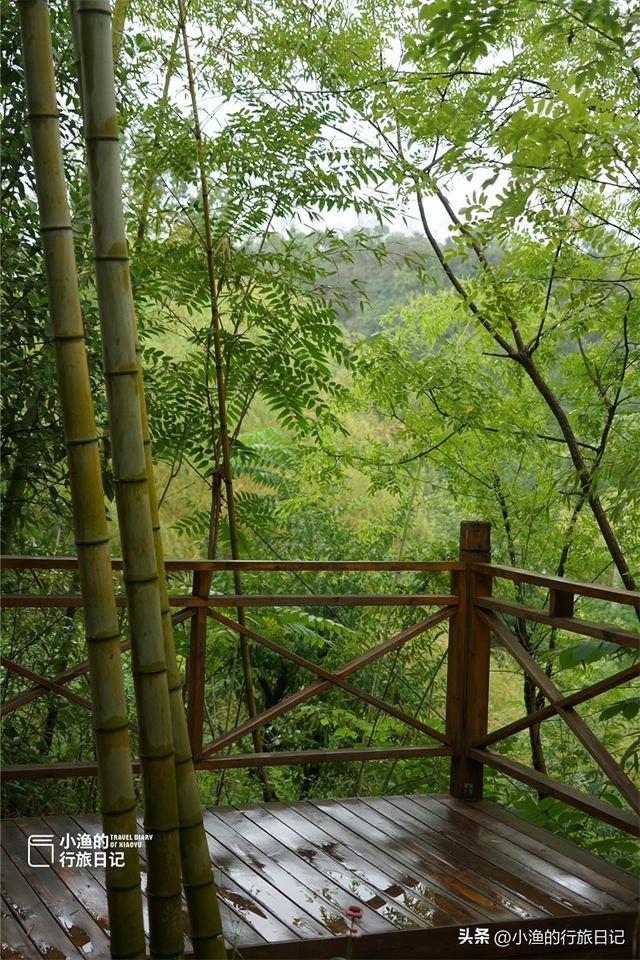 西安秦岭深处惊现“绿野仙踪”！这片竹海秘境又美又仙，你去了吗