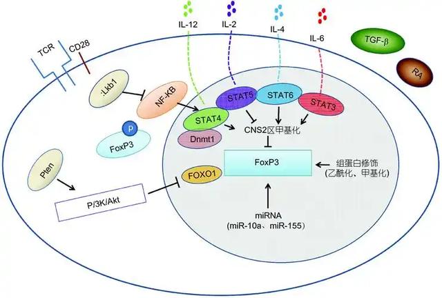 2025诺奖医学奖爆冷，日本教授破解免疫之谜，最终拿下诺奖