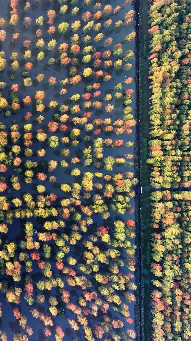 红了红了！最佳观赏期已到