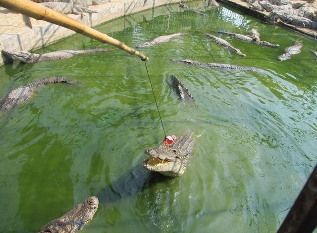 厦门南顺鳄鱼园，饲养了20多国家30种鳄鱼共3000余条，2017年关停