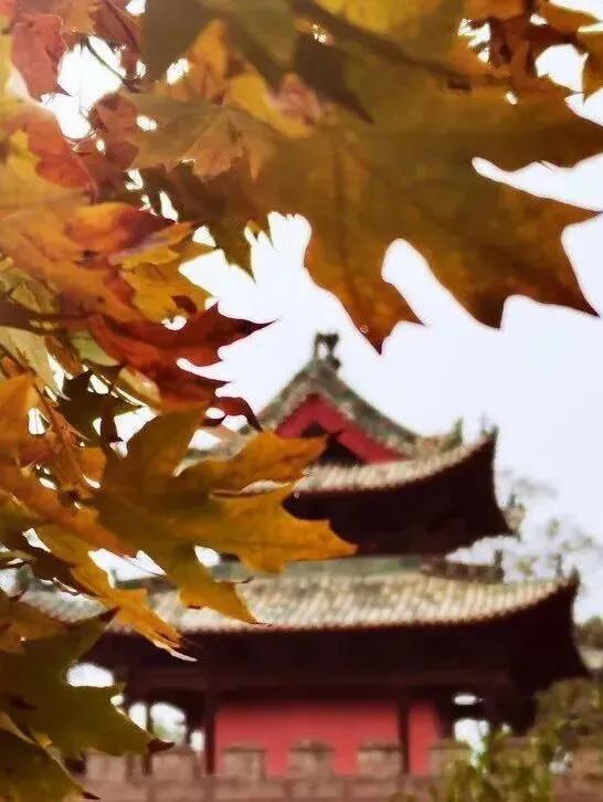 秋深景更美！运城最绚烂时刻到了！