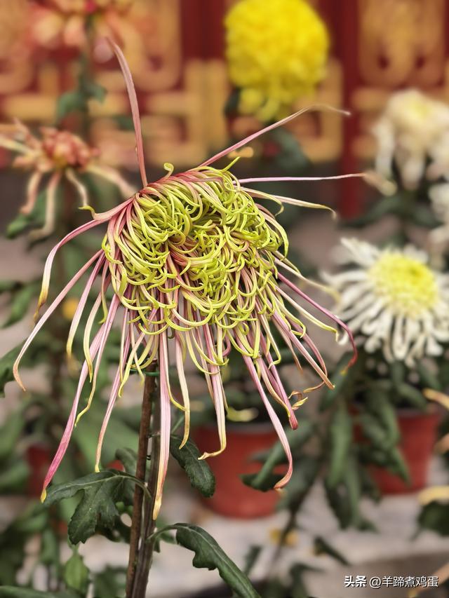 秋风独宠一园菊，晚来香艳出樊篱——北京北海公园2025年菊花展