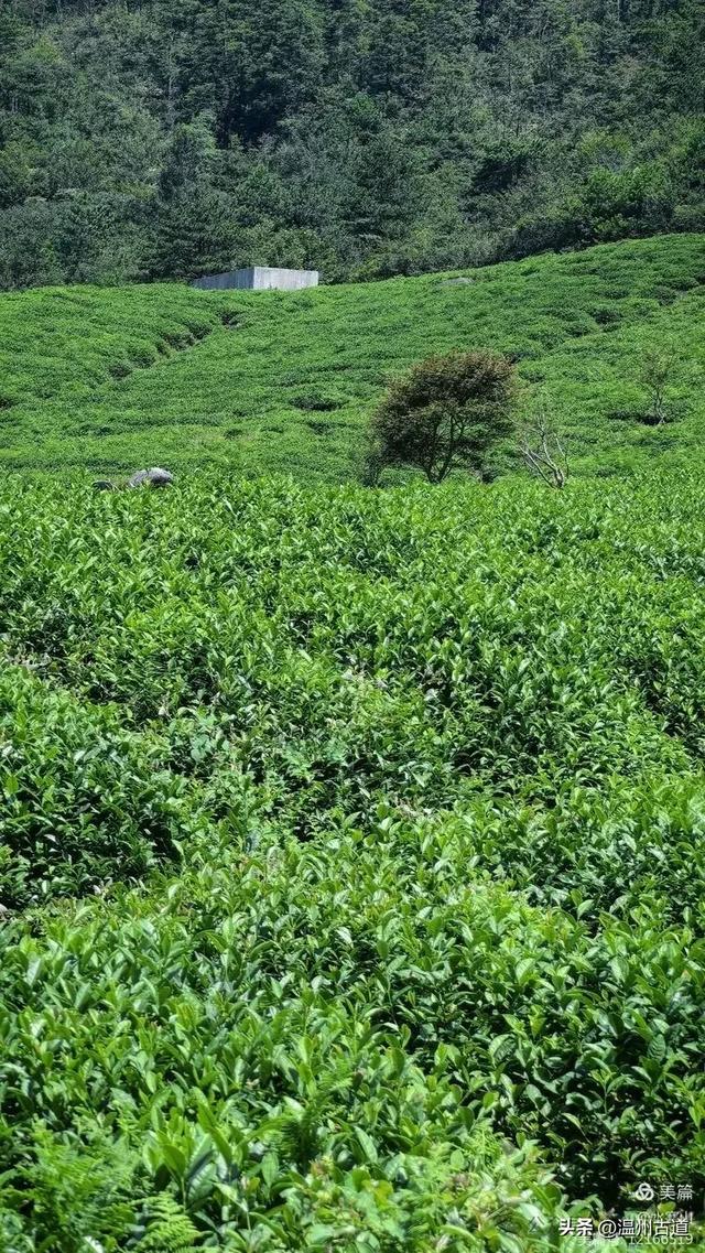 这个有“台州天山”之称的地方,夏纳凉风冬迎雪,露营绝佳!