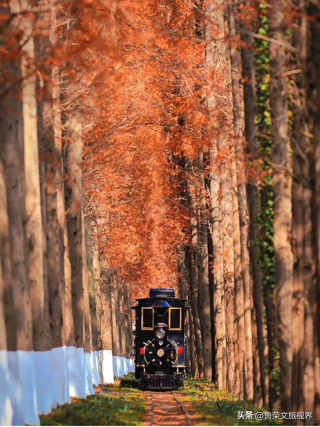 盐城秋日封神攻略：解锁东方湿地的诗意与壮阔