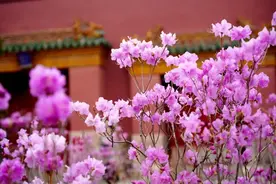 沈阳故宫五一假期开放公告！图片