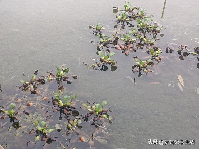 70多岁的老娘像个拼命三郎,一个人在雨天漫步拥抱大自然感觉不错