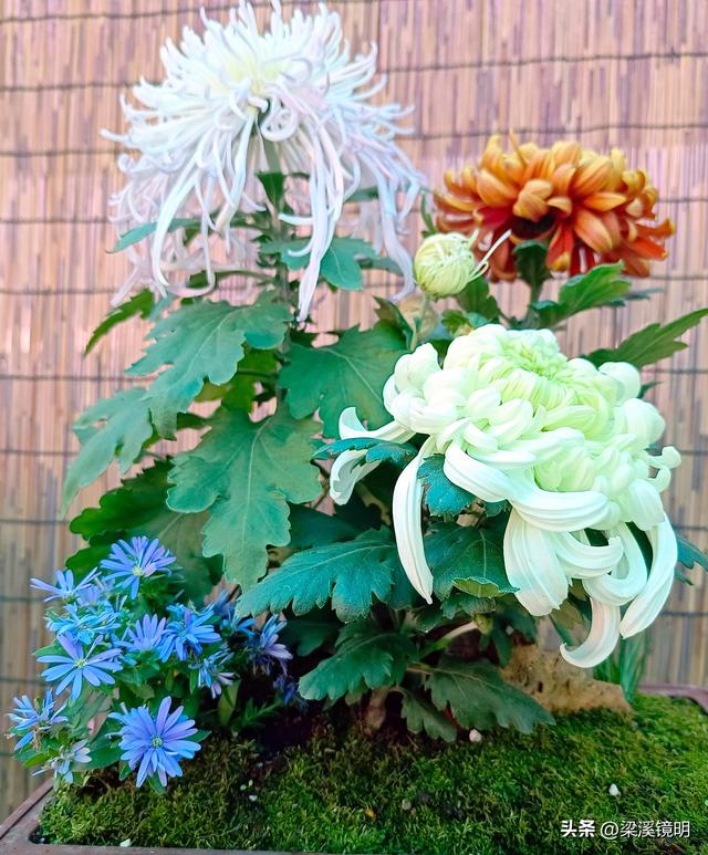 “中山秋韵，菊映盛世”，赏菊南京中山植物园（下）