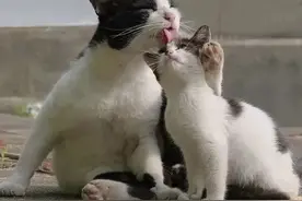 流浪猫悲惨的一生，写给每一个救助人。请查收！图片