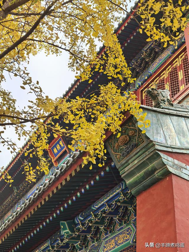 秋风独宠一园菊，晚来香艳出樊篱——北京北海公园2025年菊花展