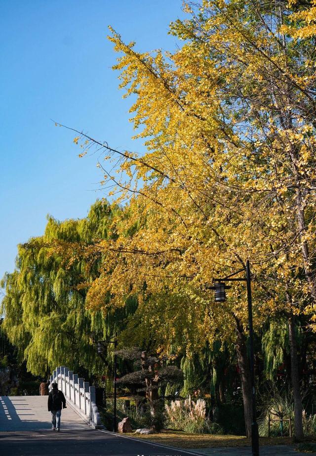 武汉546岁银杏古树换装，汉阳瞬间变秋日梦境 这条线路值得走一遭