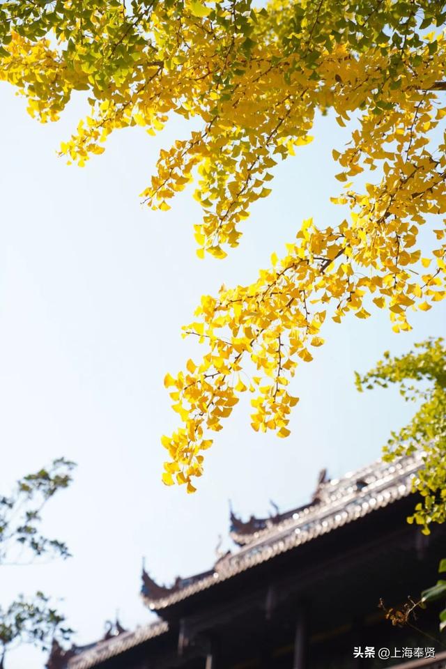 山河入秋，奉城尽染！
