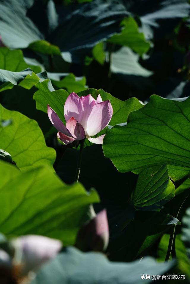 【乐游烟台】东山荷语——夏日限定的诗意流淌