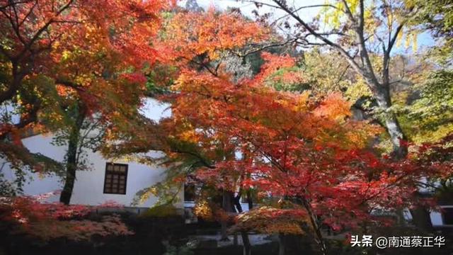 进入最佳观赏期，南通人速去打卡→