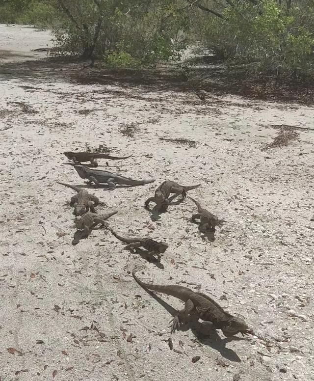 古巴——我的境外旅游第十站（第二篇）