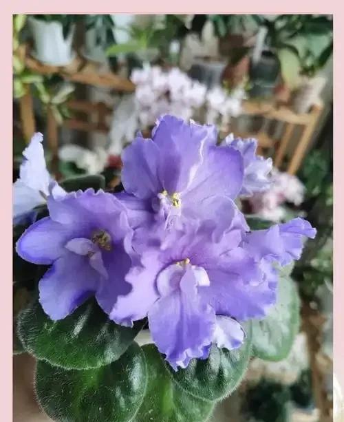 养花二十多年，吐槽好看难养、新手慎入的6大＂颜值杀手＂