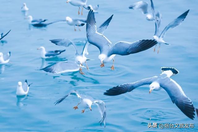 【乐游烟台】周末好去处丨雪窝烟台，冬日仪式感拉满了！