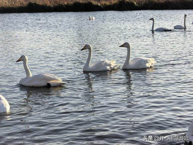 走，去渤海湾看候鸟…