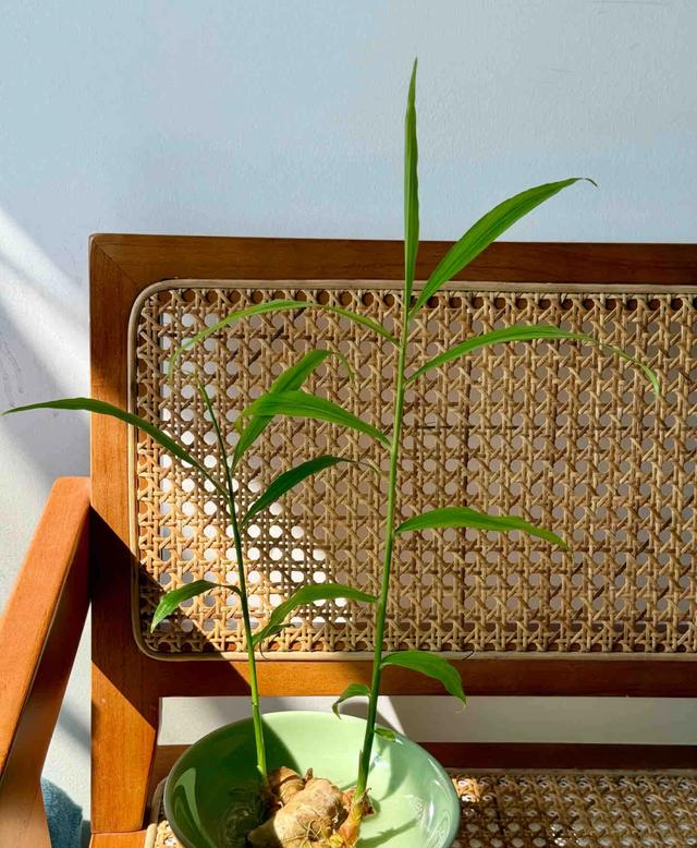 北京一姑娘“把生姜当绿植”养在客厅走红，网友：好美，好高级~