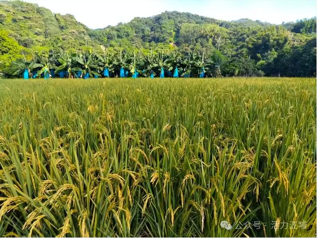 秋日必去！从化江埔5大稻田打卡攻略，邂逅金色浪漫