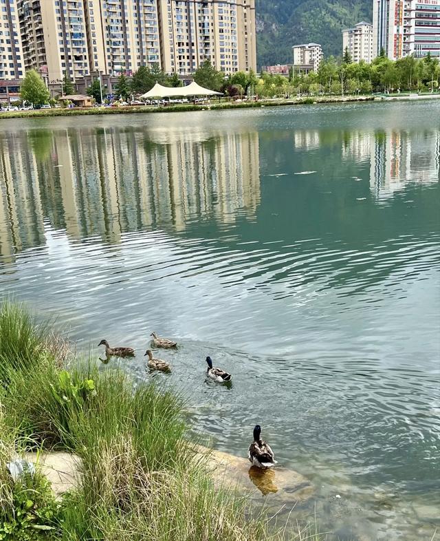 西藏6个地级市,那曲海拔高,林芝和昌都像南方,拉萨第一大城市