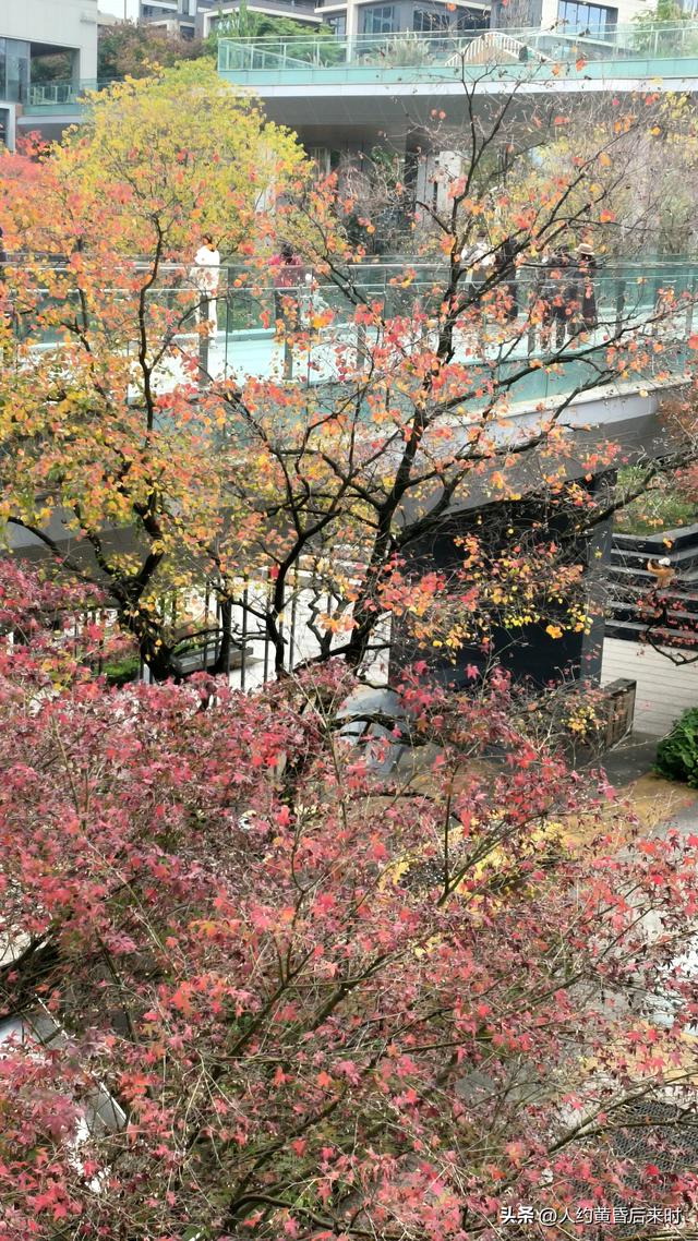 这几日的阳光很给力，银杏、乌桕、水杉相继上线。