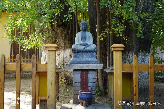 陕西古树，真的“封神”了！第二弹：秋天必看系列，最意外是它？