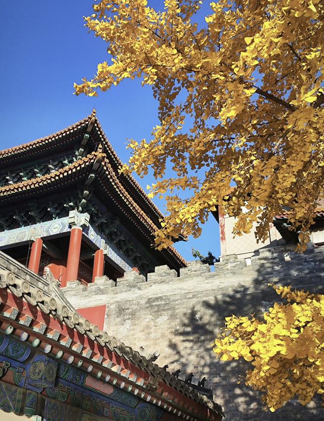 人间满目皆清欢，唯有银杏不负	，秋金灿灿的银杏叶，金灿灿的海洋