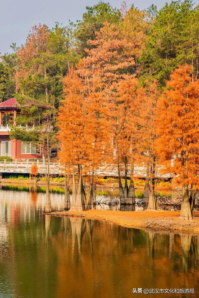 从水杉红到锁情台，每一步都踩在秋的调色盘上|九真山秋游全攻略