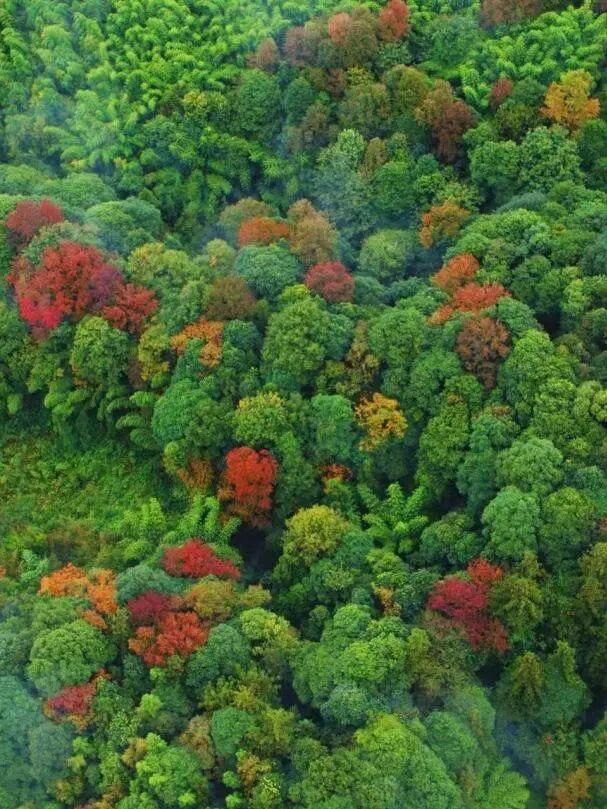 @全国中小学生：这个秋假，免门票畅玩碧峰峡！来与动物交朋友，打卡领熊猫奖牌啦！