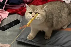深刻理解“馋猫”这个词是怎么来的了，哪只小猫能抗拒烧烤啊！图片