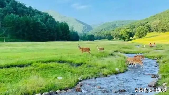 金山鹿苑：北国山林中的灵境邂逅