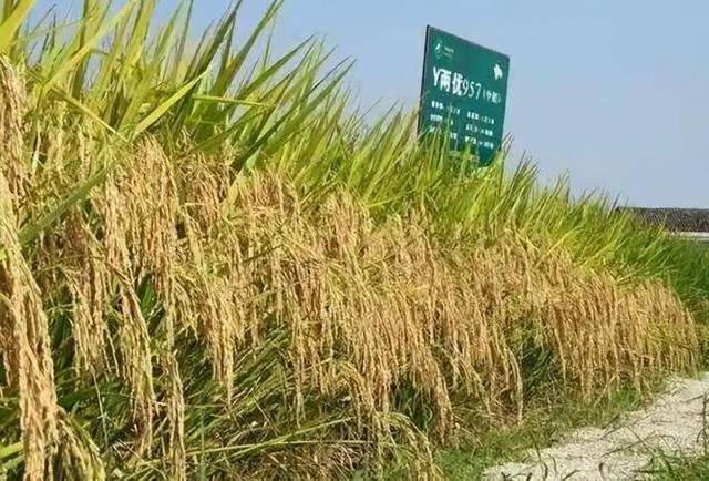 央媒通报！又一间谍行为曝光，作案手法阴险，粮食安全受威胁