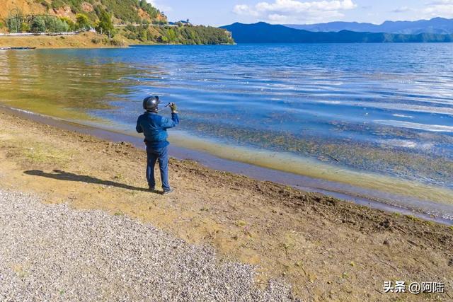 泸沽湖畔也有青青草原,除了牛马羊外,还放养着不少黑猪和白猪