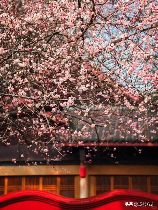 成都这波“梅”景太出片，错过再等一年~