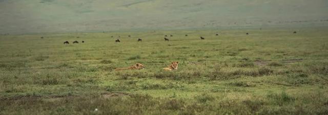 2026封神旅行清单！非洲五国（南非/东非）23天狂野之旅，太顶了