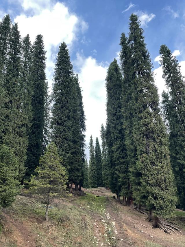 库尔德宁的感性和理性认知