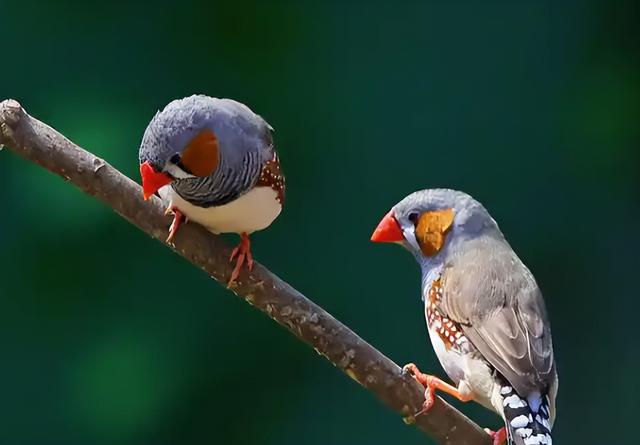 颠覆认知！10厘米小鸟竟有三层朋友圈	，社交逻辑和人类神同步？