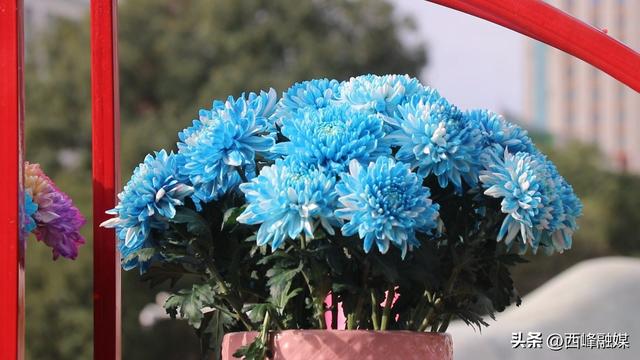 【深入开展城市管理提质年行动】西峰区“菊韵金秋”菊花展打造市民沉浸式体验新场景