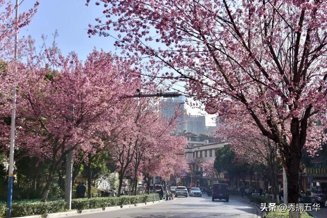 冬日美景在五华｜在暖冬赴一场粉色的冬樱花之约