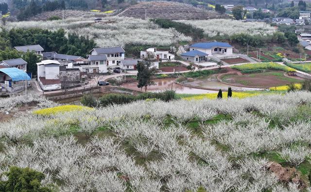 四川内江：初春田园赴花约