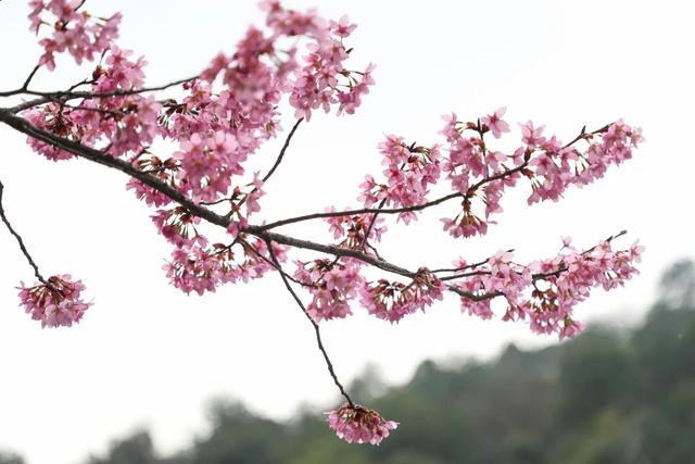 踏春好去处!贵州省植物园花开好啦