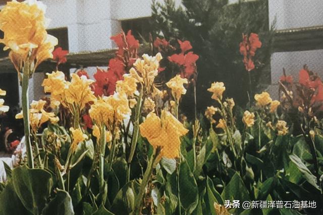 九十年代塔西南石油职工医院